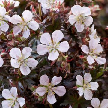Planta Geranium Black N White muscata de gradina la ghiveci de la Florapris Family S.r.l.
