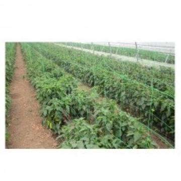 Plasa pentru plante / verde 150x150mm - 1.7x10m de la URBANIX SRL