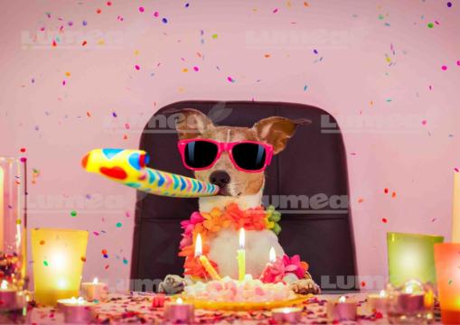 Vafa tort Catel sarbatorit - Lumea de la Lumea Basmelor International Srl