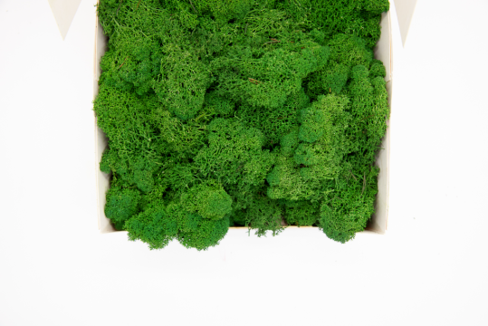 Licheni decorativi curatati, verde padure, 400g