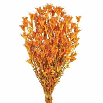 Plante uscate Nigella Oriental 100g portocaliu