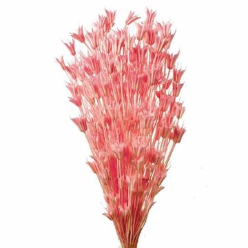 Plante uscate Nigella Oriental roz 100g