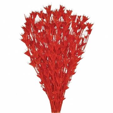 Plante uscate Nigella Oriental, rosu, 100g