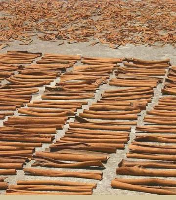 Scortisoara Cinnamon (cassia cinnamon) 16/06/25