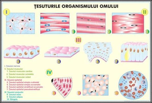 Plansa tesuturile umane