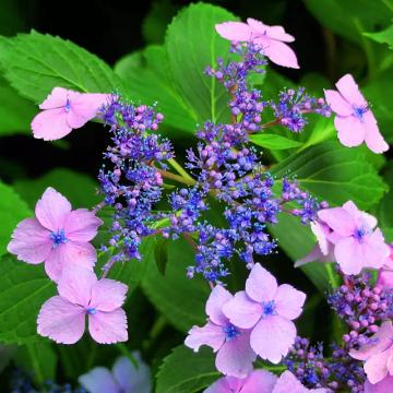 Hortensie albastra de 20-30cm la ghiveci de la Plantland SRL