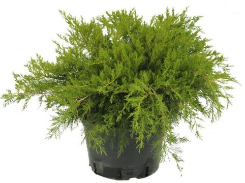 Arbust ornamental Juniperus Media Mint Julep. de la Flor Center Srl