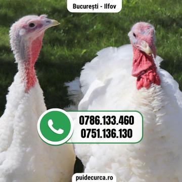 Pui curca 1,5 - 2 kg (Bucuresti si alte judete)