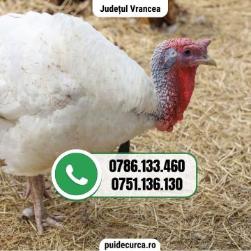 Pui curca 1,5 - 2 kg (Vrancea si alte judete)
