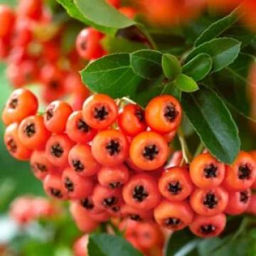 Arbore Catina rosie de 85-95cm la ghiveci 2L de la Plante Si Flori Srl