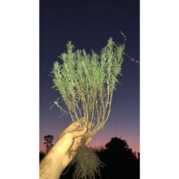 Tufe lavanda 20-30cm