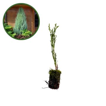 Puiet Ienupar Skyrocket 10cm de la Plante Si Flori Srl