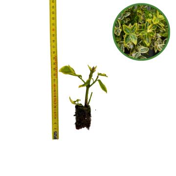Puiet salba Emerald Gold 10cm de la Plante Si Flori Srl