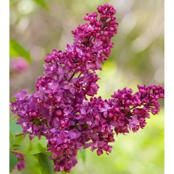Arbust Syringa Charles Holt de 10-15cm