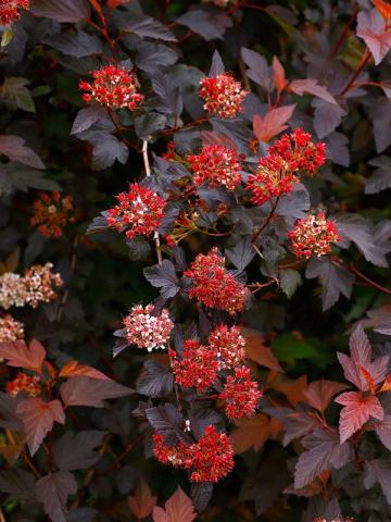 Arbust ornamental Physocarpus O. Diable D'or de la Flor Center Srl